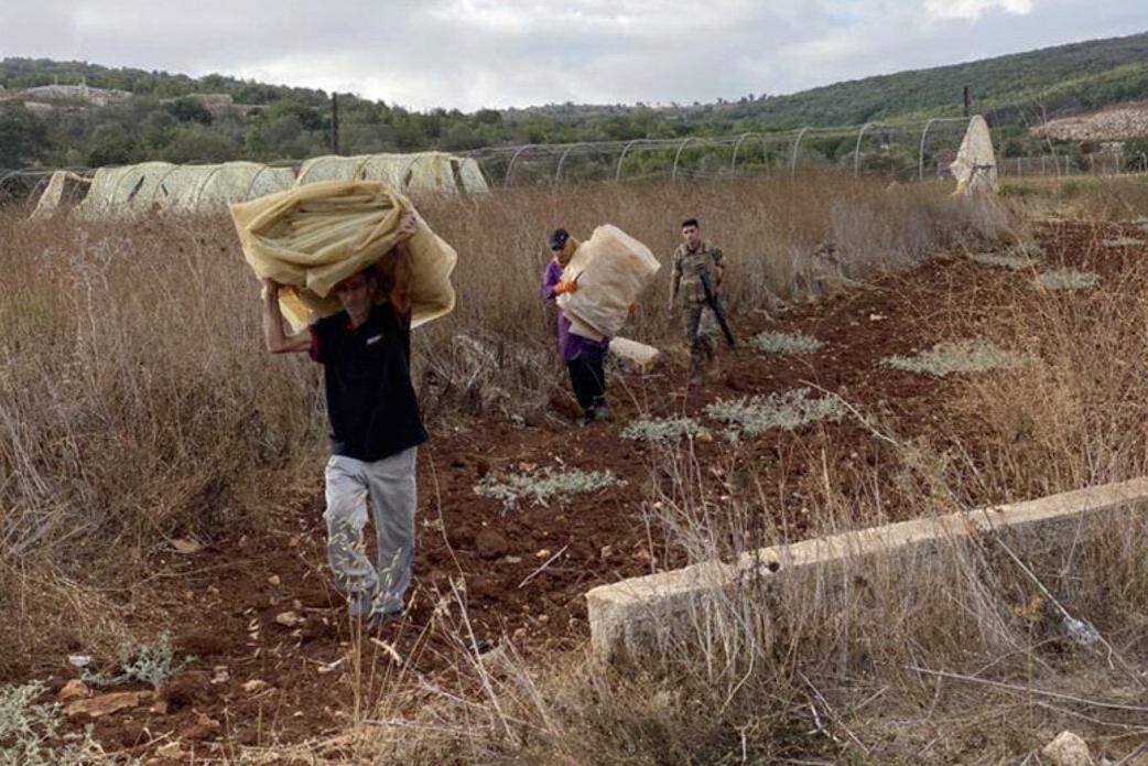 Protecting harvests, supporting livelihoods in south Lebanon